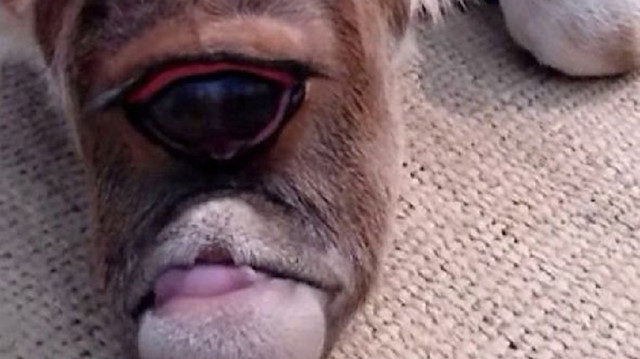 cow mutant