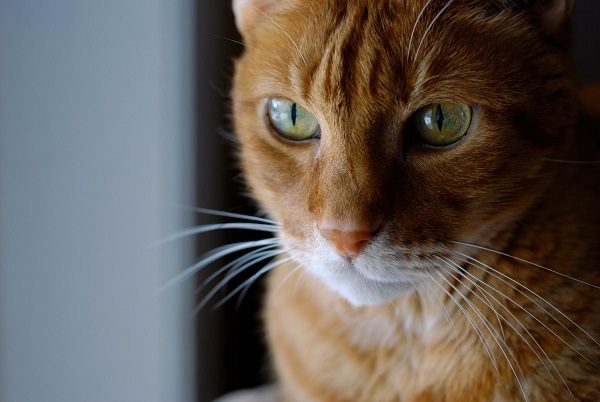 Click to enlarge infected cat