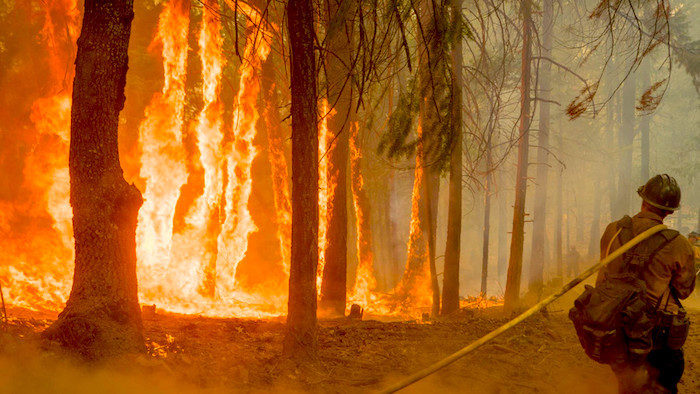 Forest fire