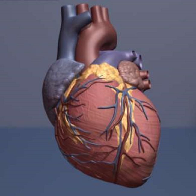Heart