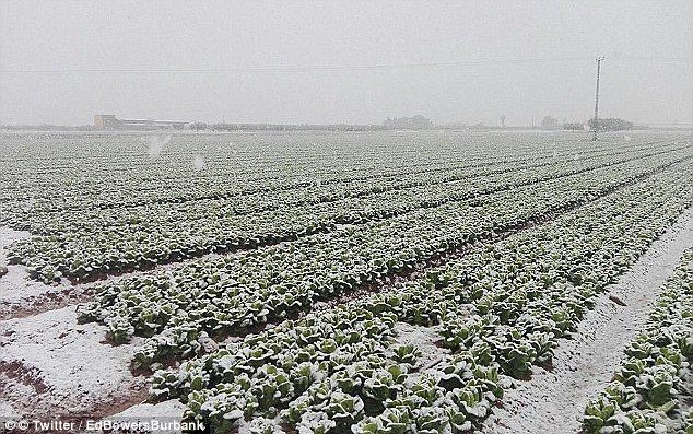 frost crop