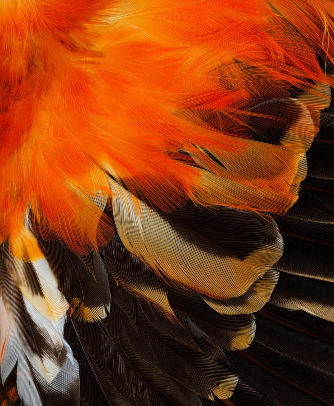 A male Guianan cock-of-the-rock.