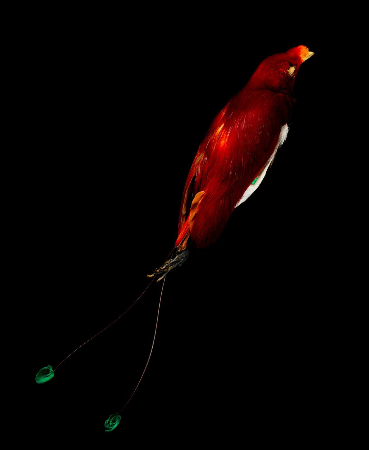 A male king bird-of-paradise.