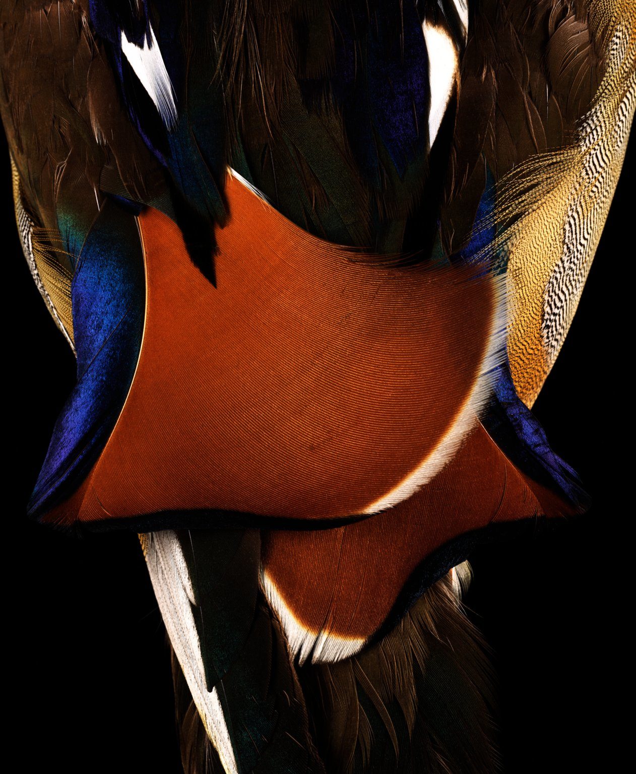 male Mandarin duck