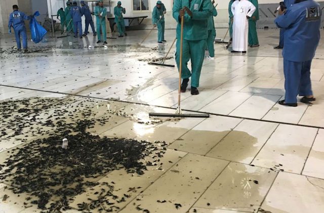 Click to enlarge mecca locusts