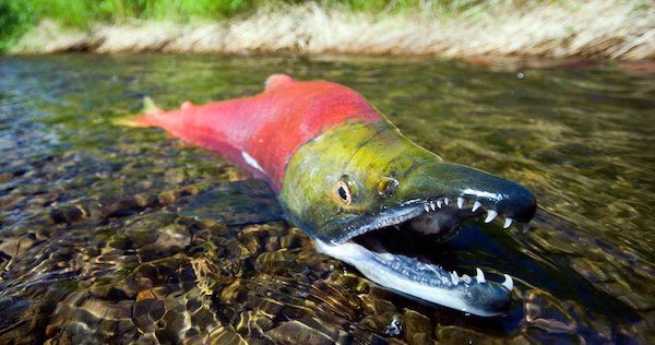 fish