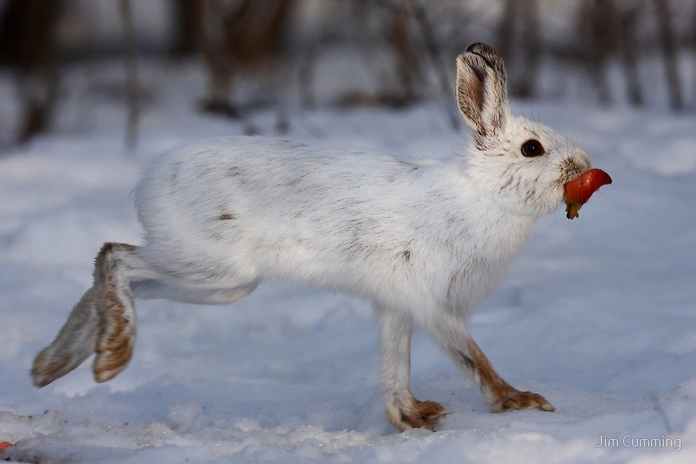 snowshoe hare