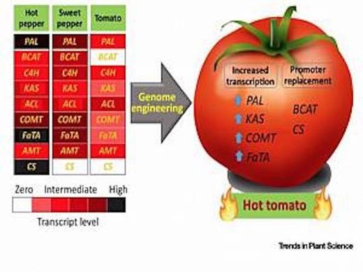 tomatoes