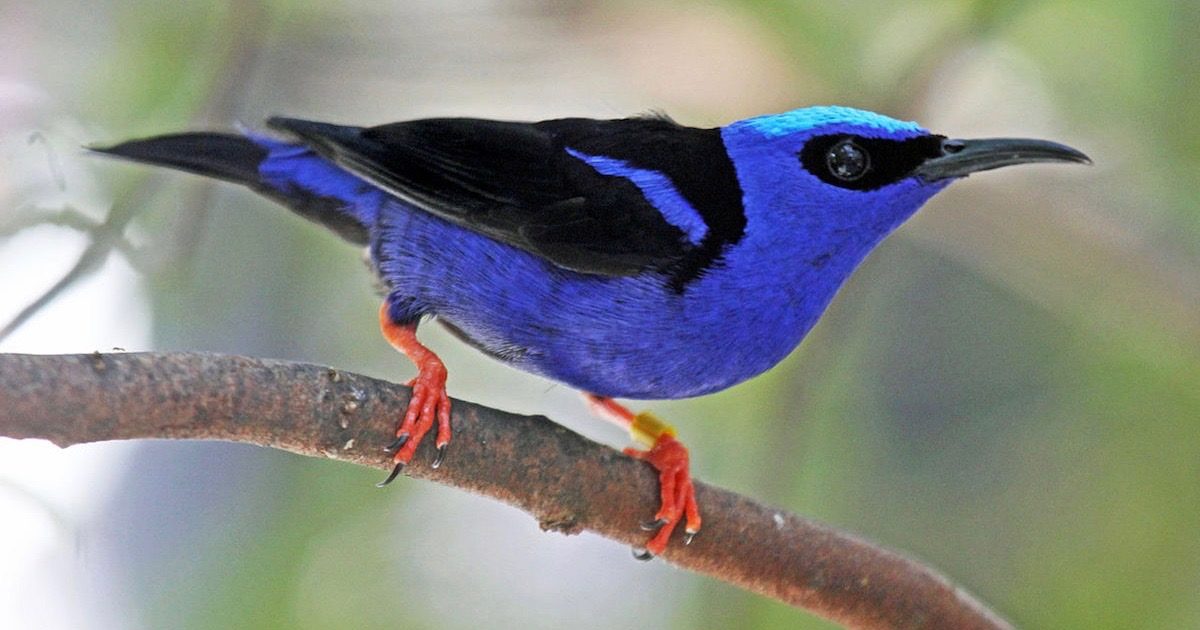 red-legged honeycreeper