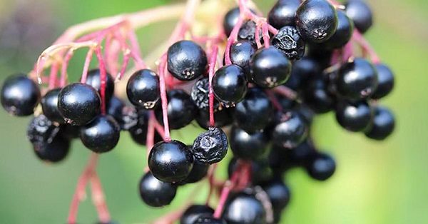 Elderberry