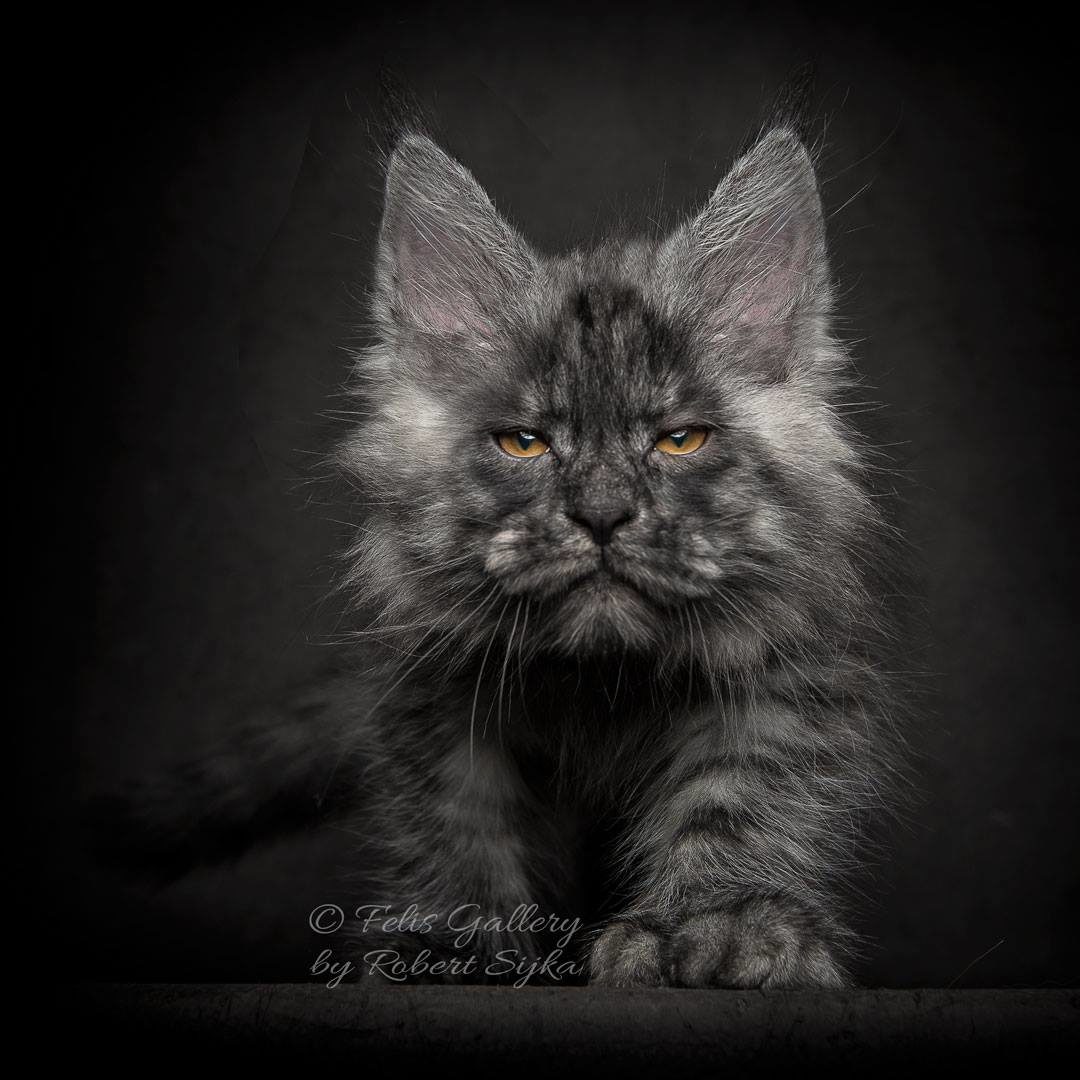 Maine Coon