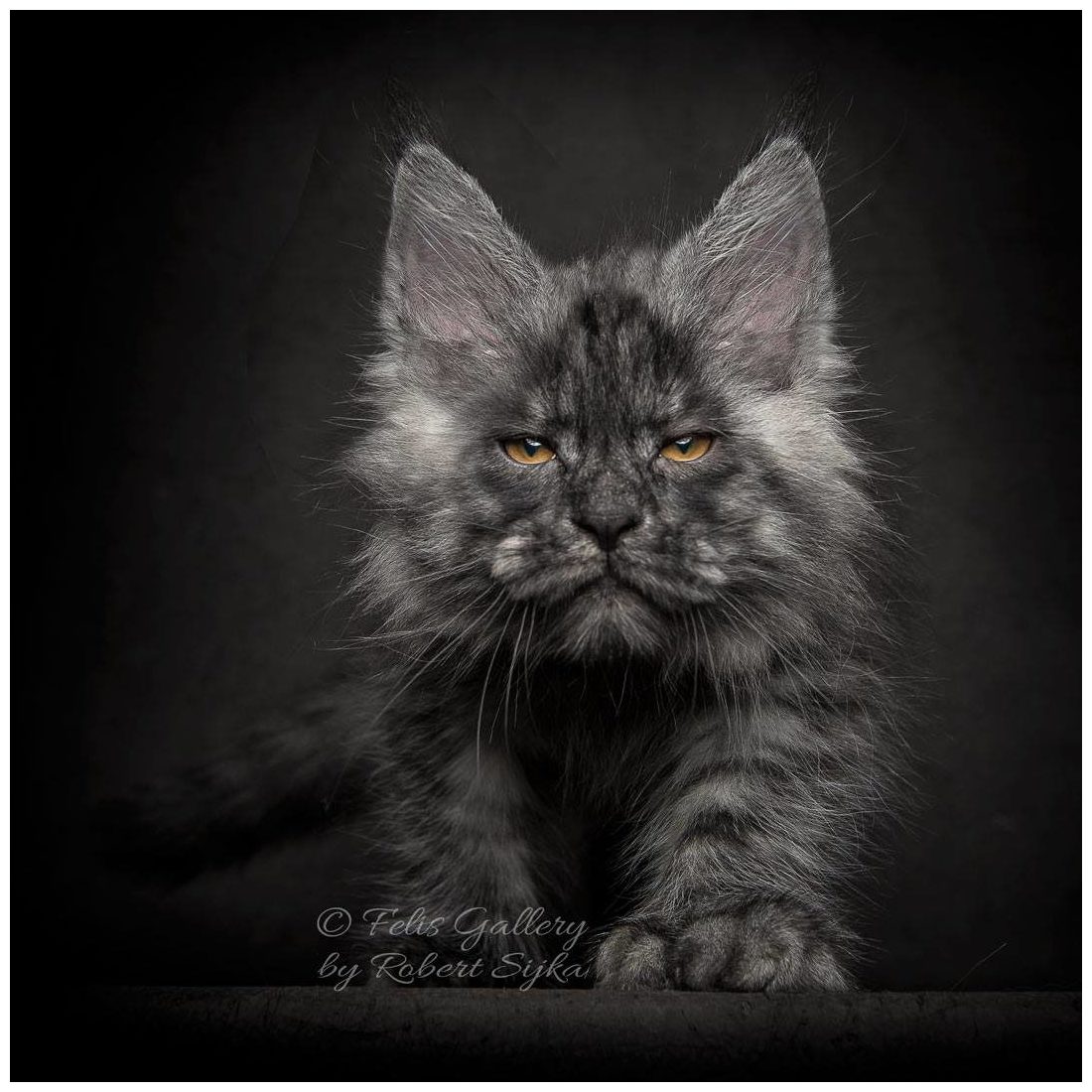 53 Top Photos Maine Coon Cat Price In Kerala : Maine Coon Cats For Sale | Philadelphia, PA #292242