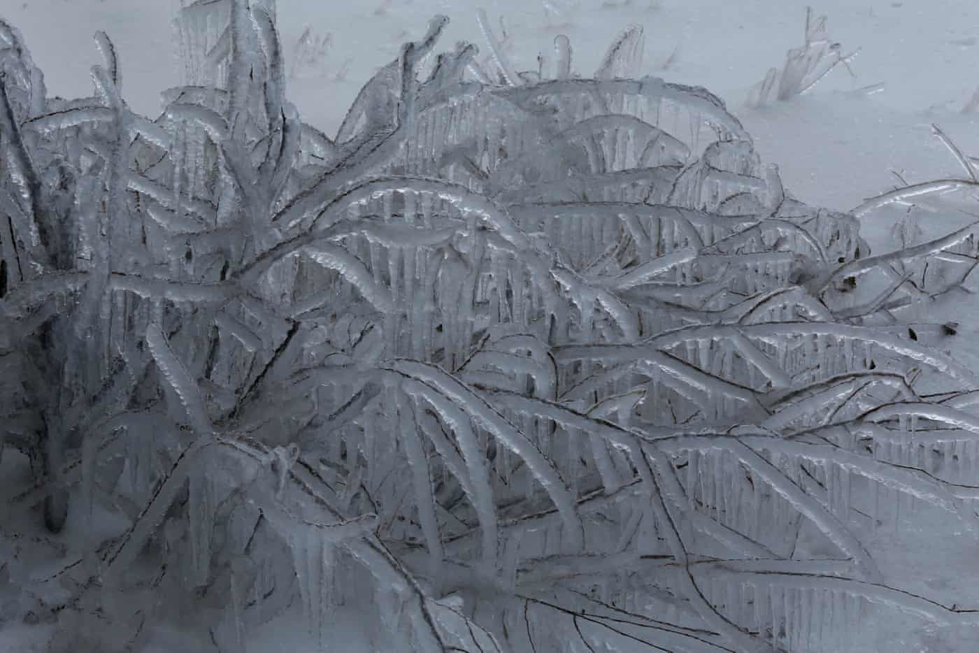 Click to enlarge Frozen bushes on a mountain in eastern Beirut, Lebanon