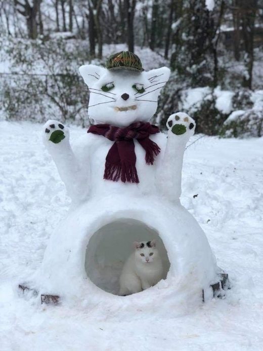 Click to enlarge Cat snow
