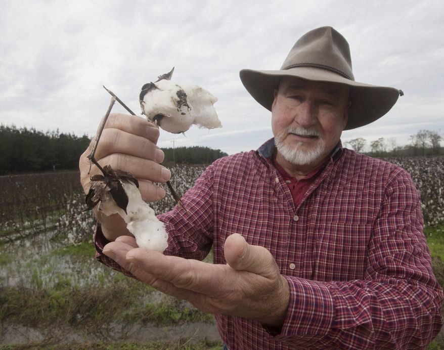 In this undated photo farmer Rodney Helton holds the stem of a cotton plant in his rain soaked field in Atmore, Ala.