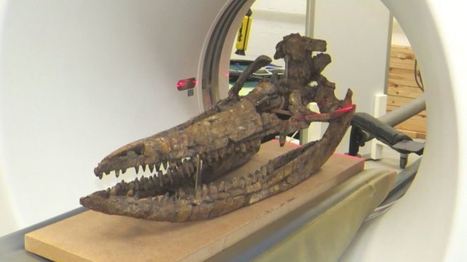 ichthyosaur skull