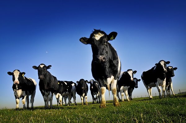 Click to enlarge cows