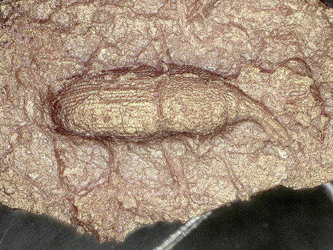 Maize weevil