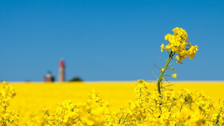 glyphosate, canola
