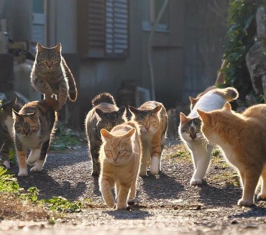 Click to enlarge Cats