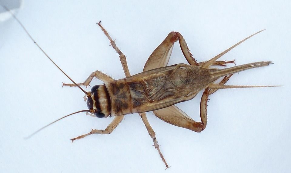 Click to enlarge cricket
