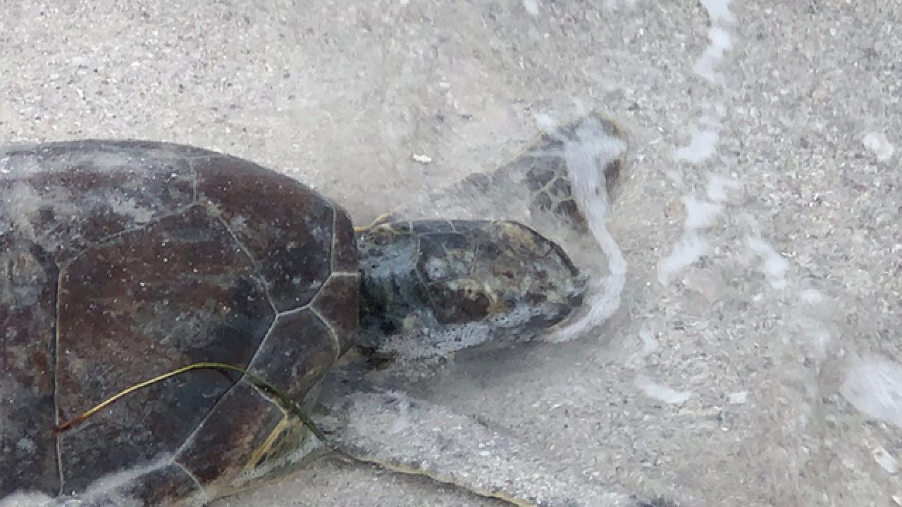 Sea turtles washing up dead on FL islands