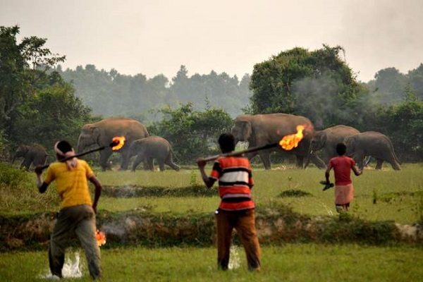 Elephants