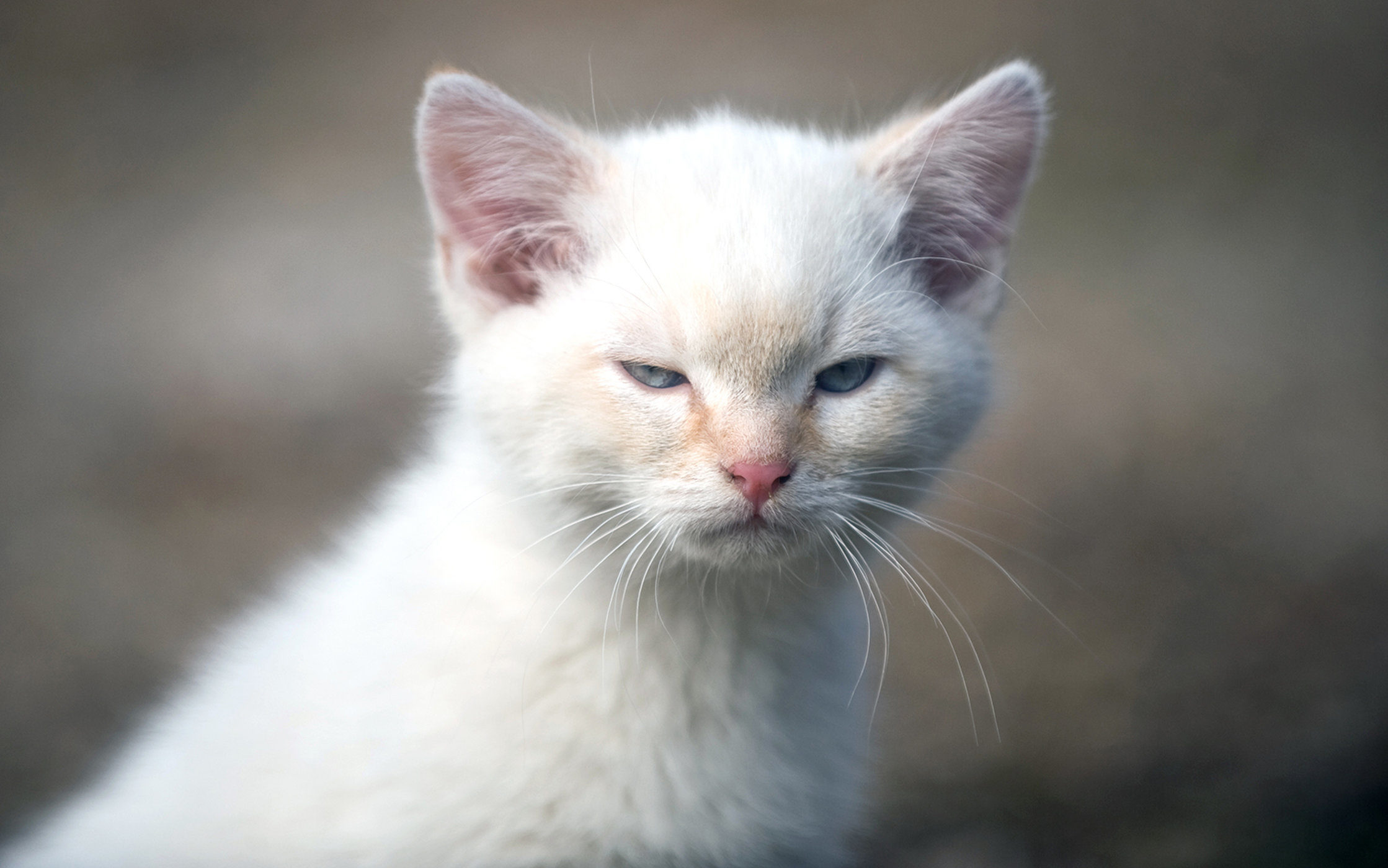 Click to enlarge Domestic Cat