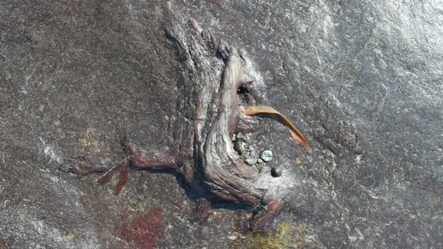 Click to enlarge Prehistoric wood