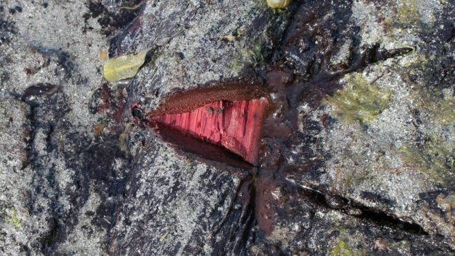 Click to enlarge prehistoric willow root