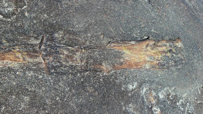 Click to enlarge Sub-fossilised branch