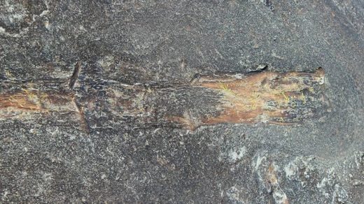Sub-fossilised branch