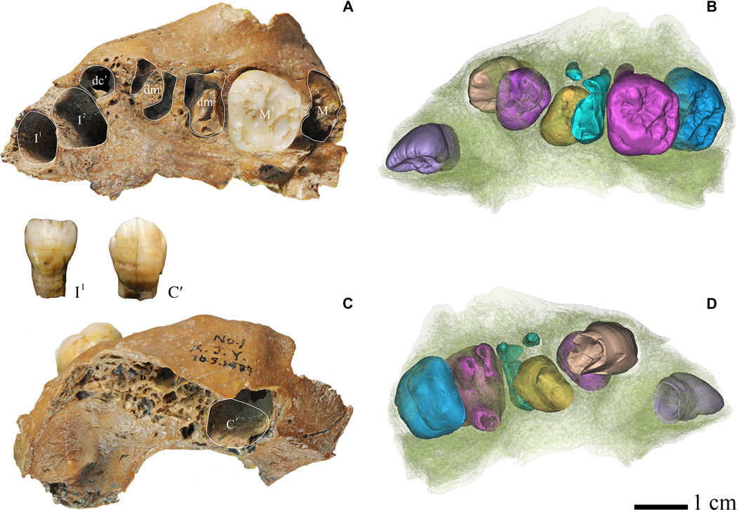 Click to enlarge ancient dental growth patterns hominids