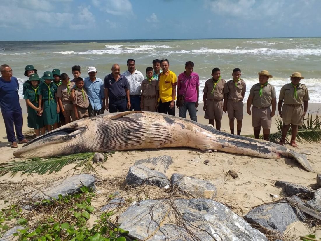 Click to enlarge dead whale