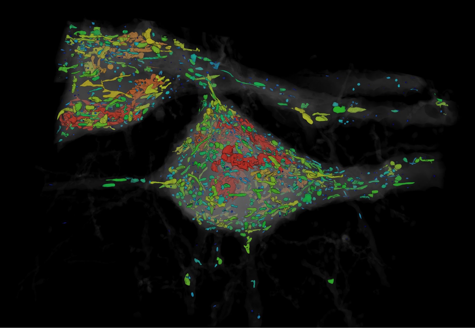 Click to enlarge mouse neurons