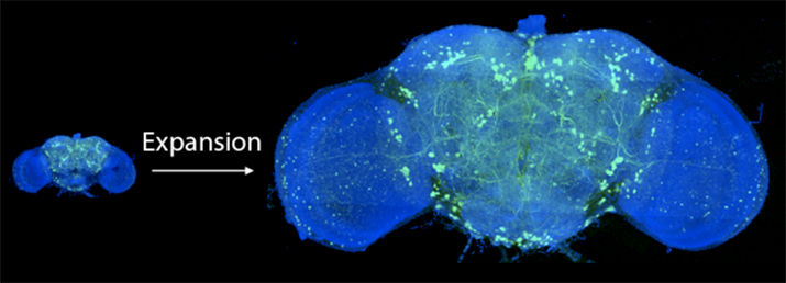 Click to enlarge dopaminergic neurons