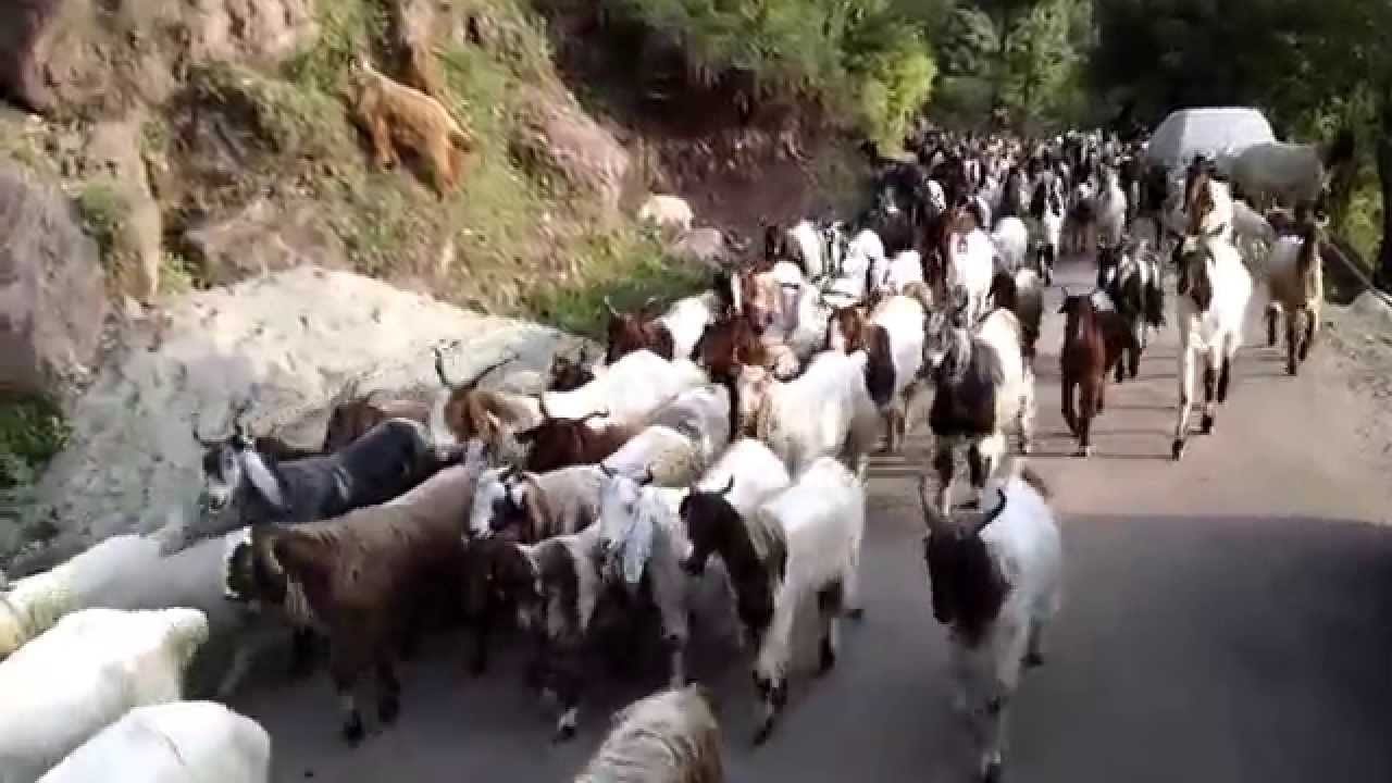 goats