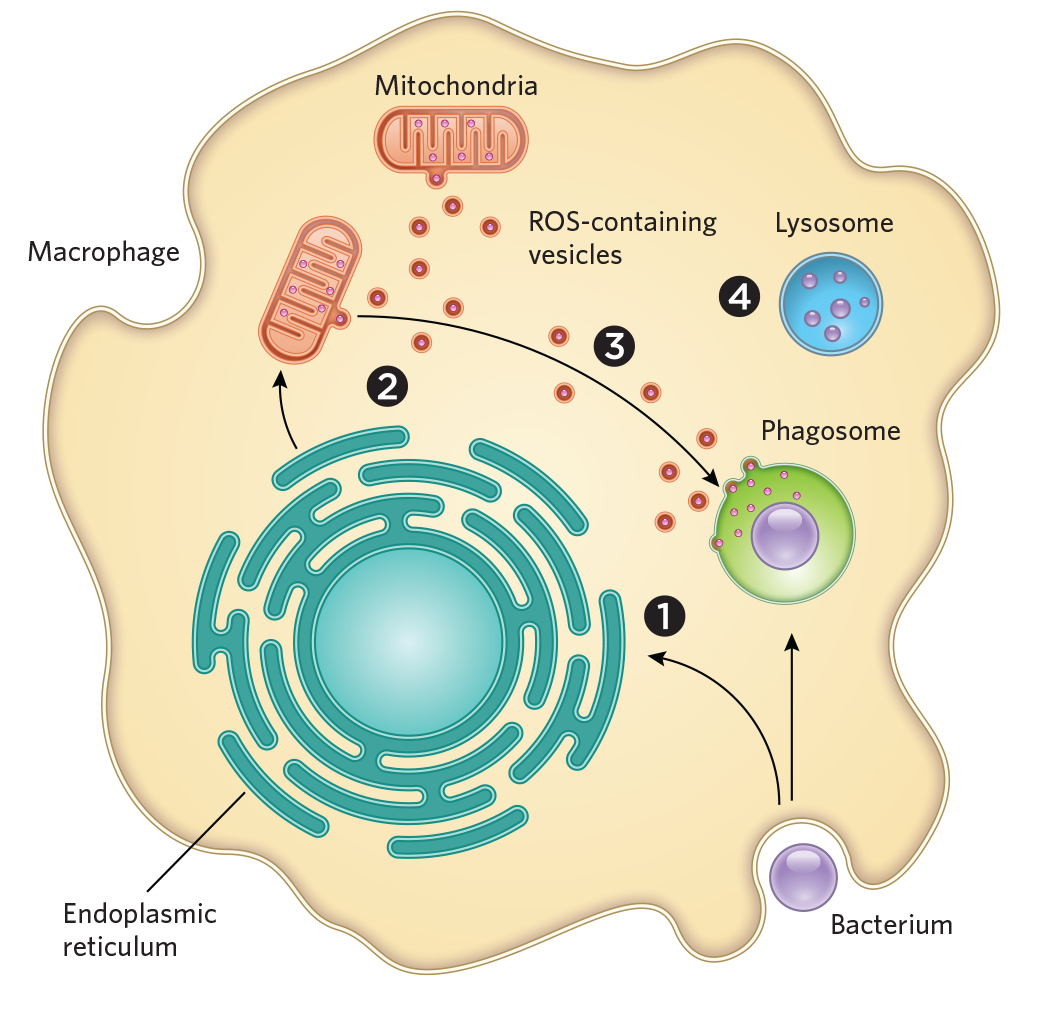 mitochonrida bacteria