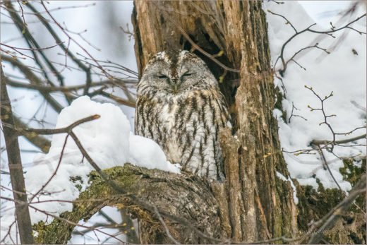 Click to enlarge Sleepy Owl