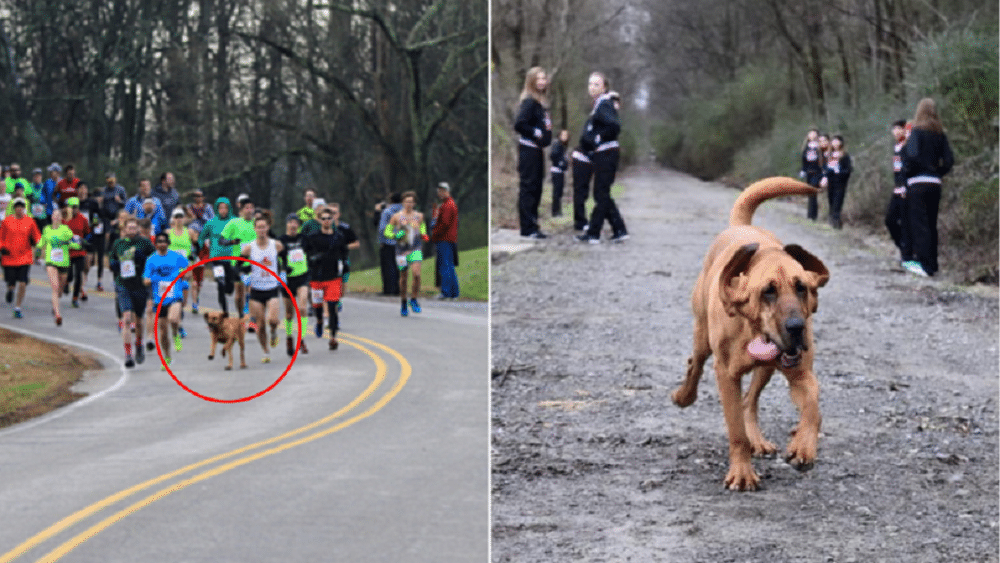 Dog runs marathon