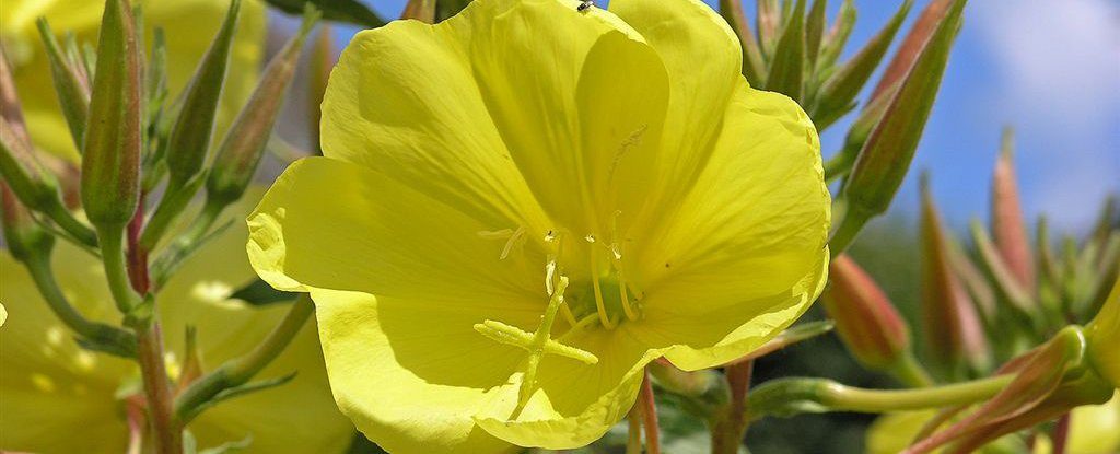 Click to enlarge flower
