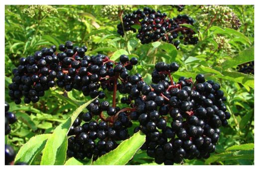 Click to enlarge Elderberry