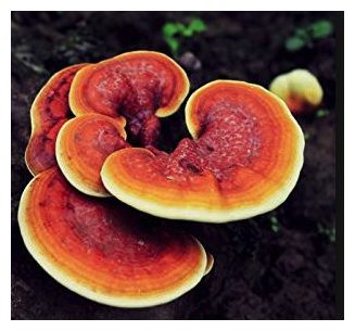 Click to enlarge Mushrooms