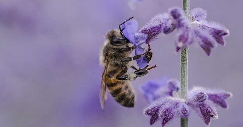 bee flower