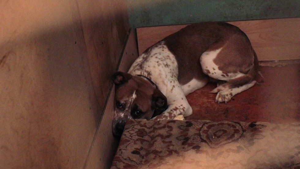 Dog in shelter