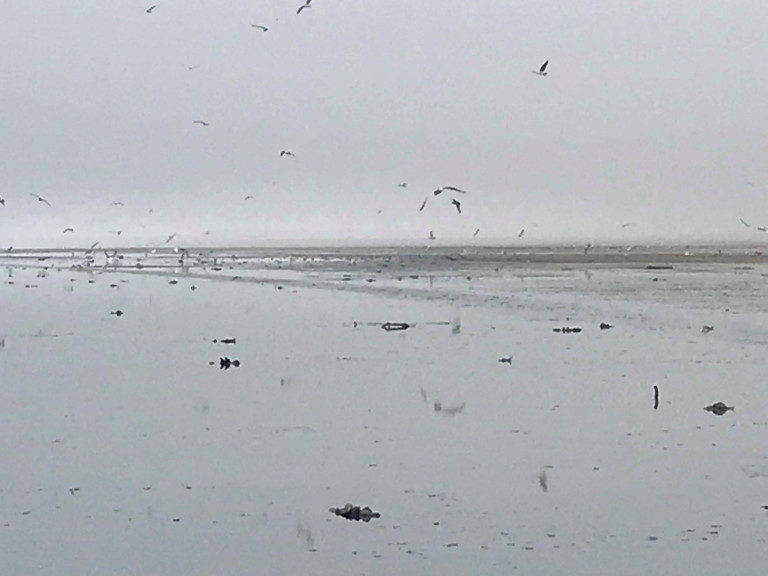 dead birds