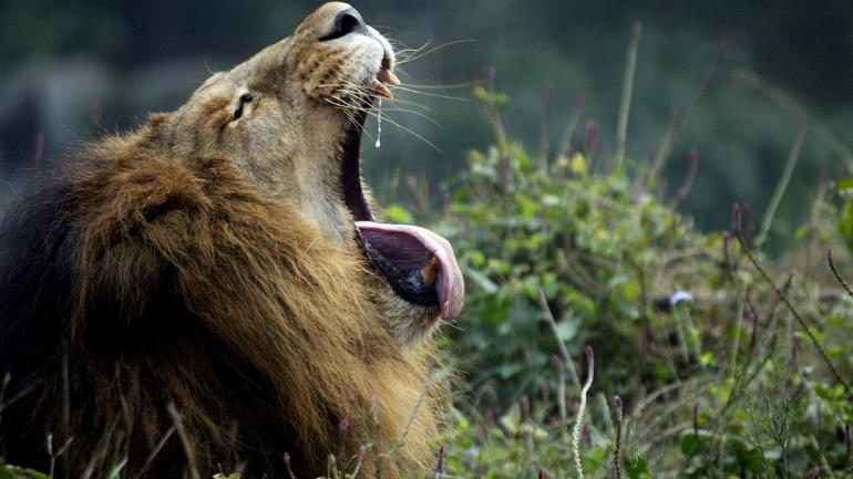 Zoo officials said a lion