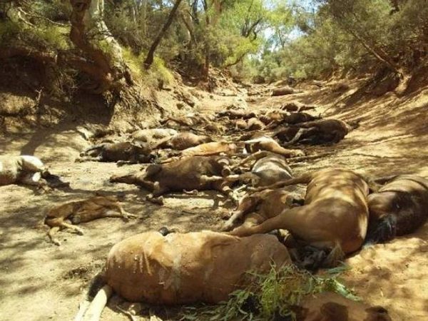 Dead horses