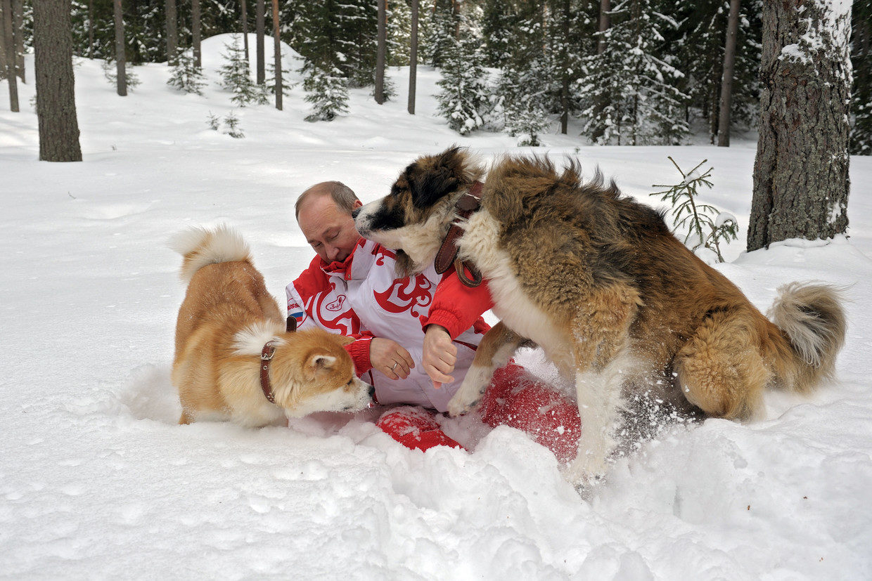 putin playing dogs