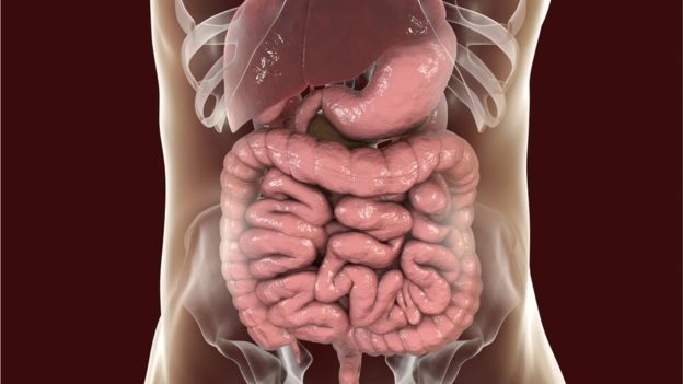 Click to enlarge image of the gut